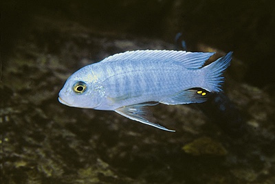 Maylandia nkhunguensis 'Chilucha Reef'